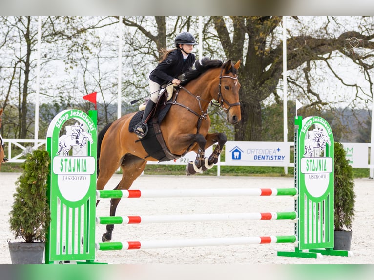 Cheval de sport polonais Jument 12 Ans 170 cm Bai in Wrocław
