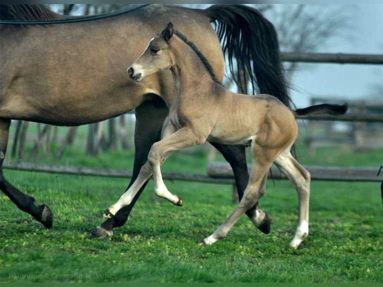 Cheval de sport polonais Jument 13 Ans 167 cm Buckskin in Piecowice