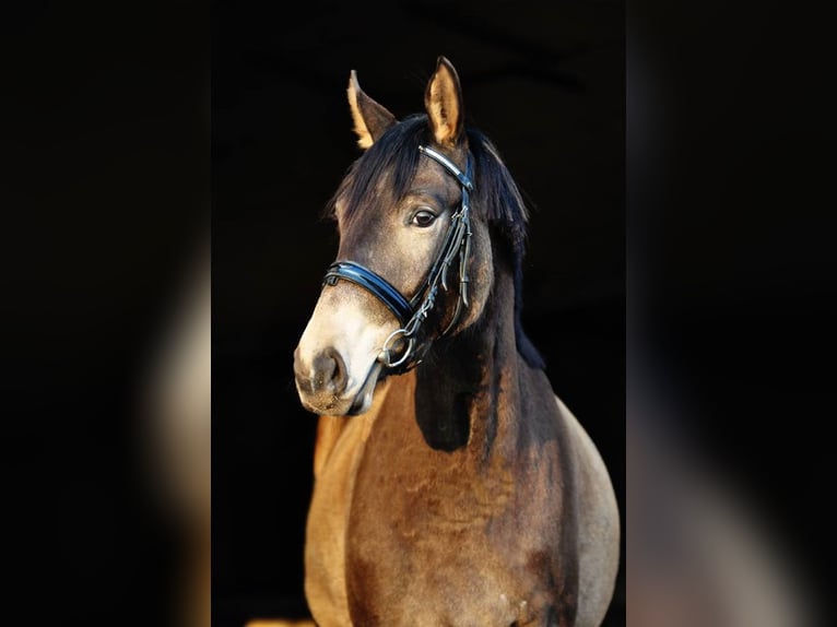 Cheval de sport polonais Jument 13 Ans 167 cm Buckskin in Piecowice