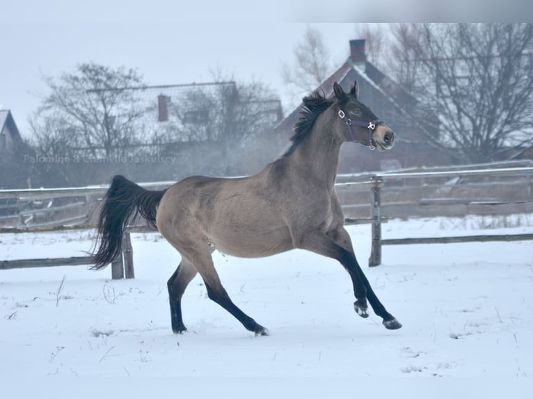 Cheval de sport polonais Jument 13 Ans 167 cm Buckskin in Piecowice