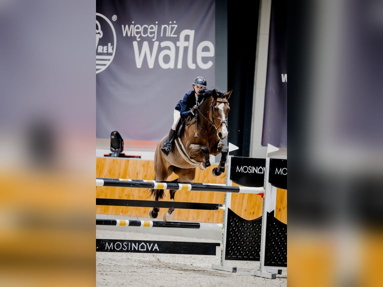 Cheval de sport polonais Jument 13 Ans 178 cm Bai cerise in Warszawa