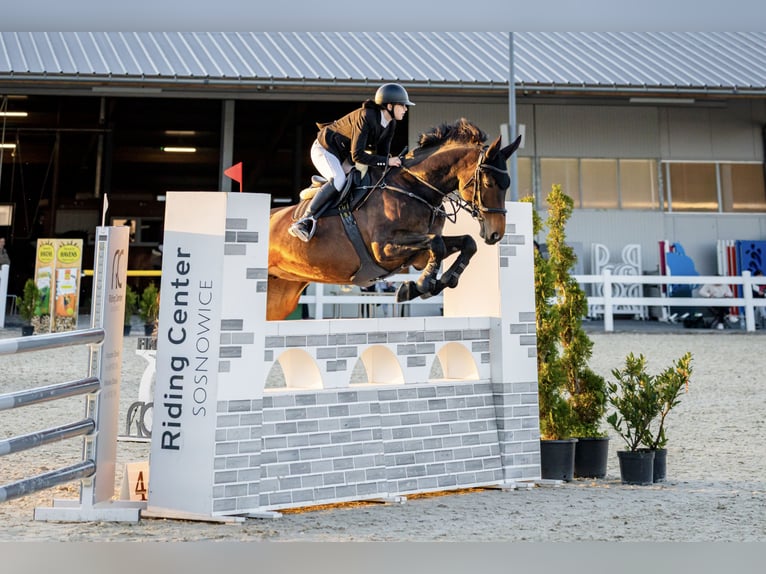 Cheval de sport polonais Jument 14 Ans 172 cm Bai brun in Kraków