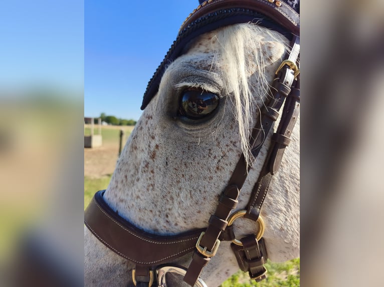 Cheval de sport polonais Jument 15 Ans 150 cm Gris moucheté in Ingolstadt