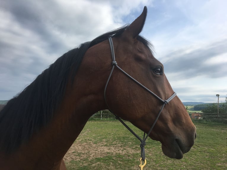 Cheval de sport polonais Jument 15 Ans 170 cm Bai in Weimar