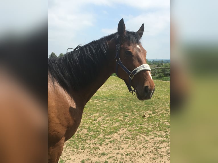 Cheval de sport polonais Jument 15 Ans 170 cm Bai in Weimar