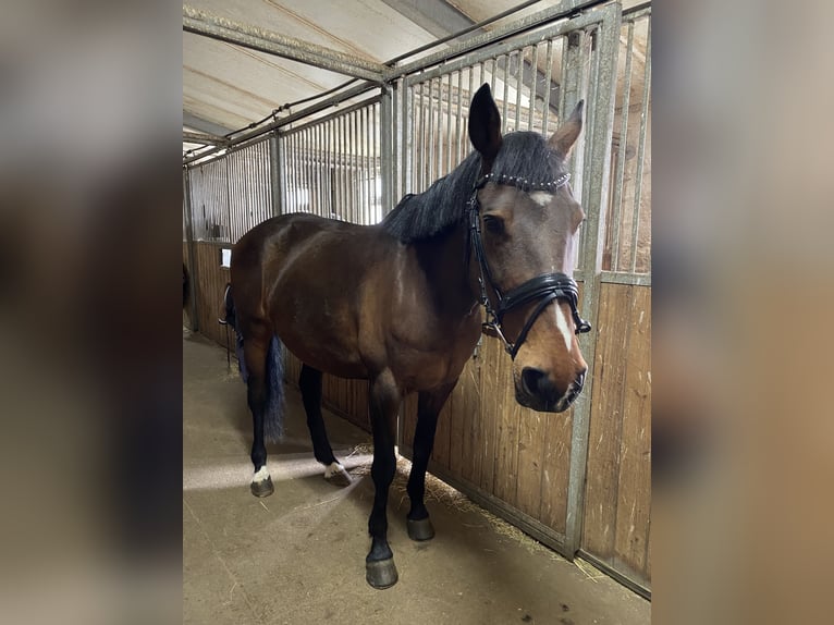 Cheval de sport polonais Jument 15 Ans 170 cm Bai in Weimar