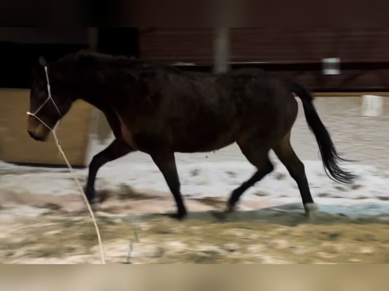 Cheval de sport polonais Jument 16 Ans 170 cm Bai brun in Gdańsk