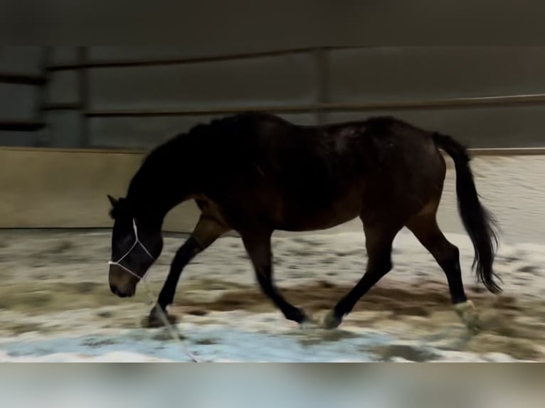 Cheval de sport polonais Jument 16 Ans 170 cm Bai brun in Gdańsk