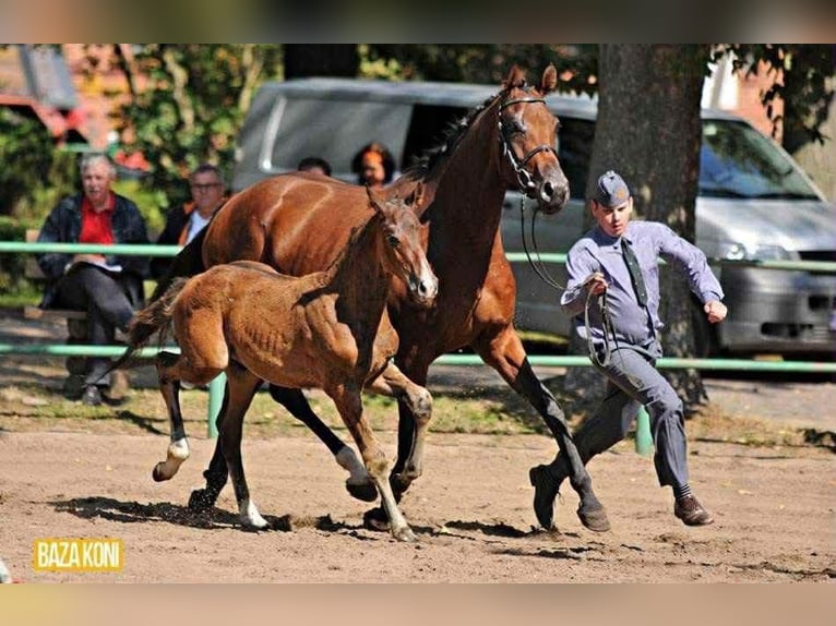Cheval de sport polonais Jument 16 Ans 170 cm Bai brun in Gdańsk