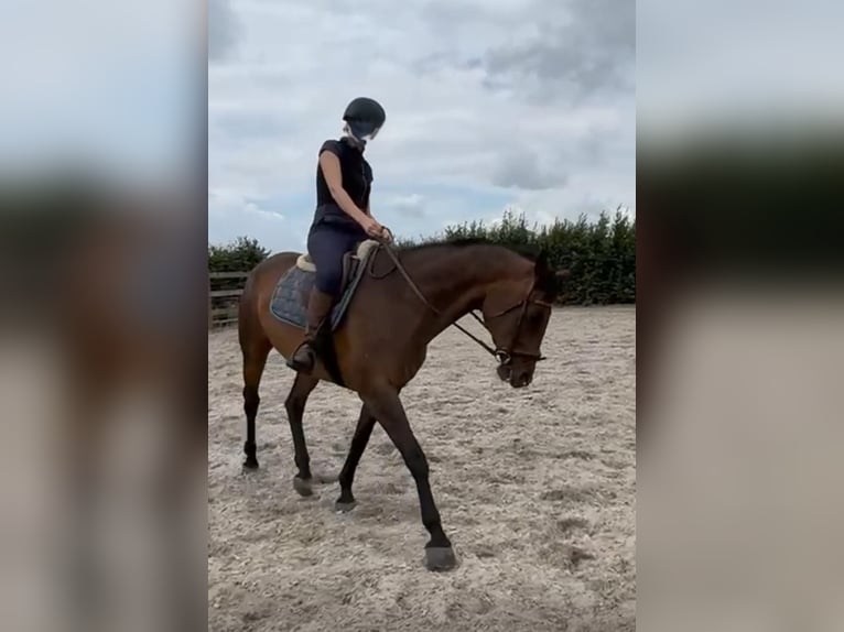 Cheval de sport polonais Jument 18 Ans 162 cm Bai in Sint-Truiden