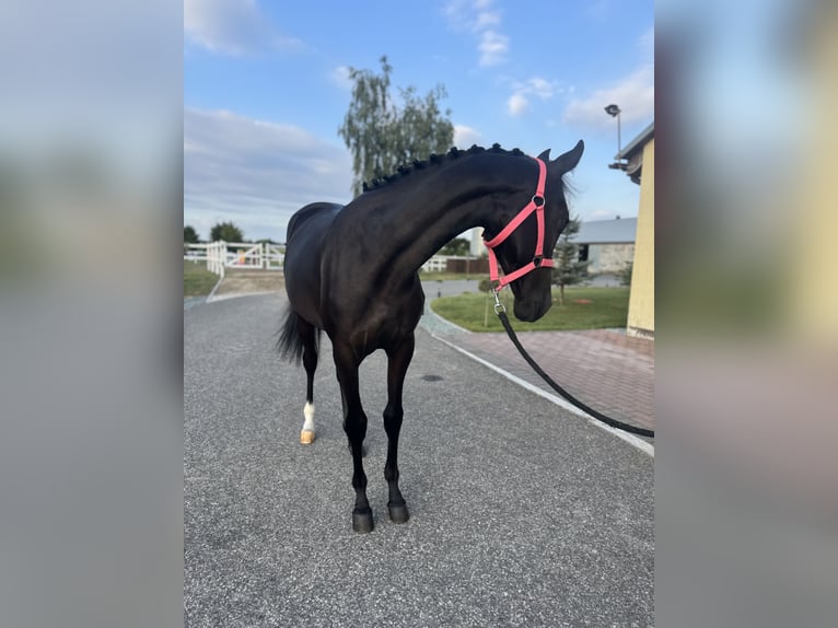 Cheval de sport polonais Jument 1 Année 143 cm Noir in Kochowo Cheval de sport polonais Jument 1 Année 143 cm Noir in Kochowo