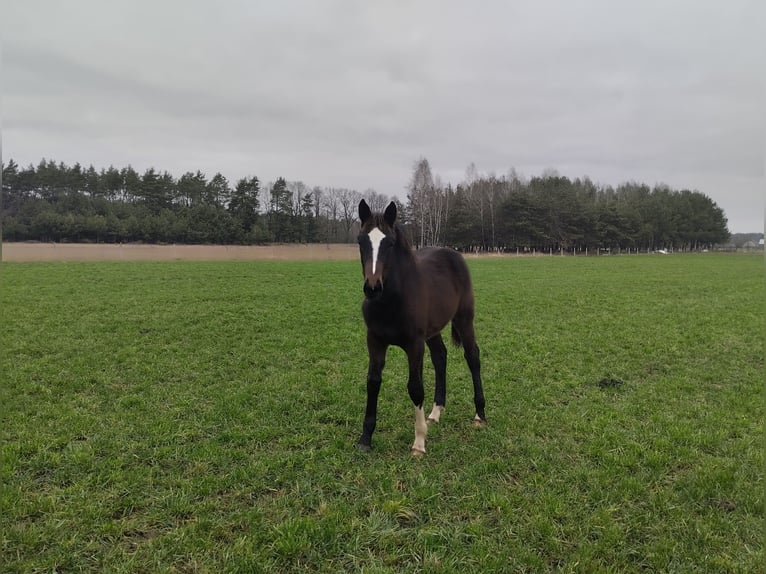 Cheval de sport polonais Jument 1 Année 155 cm Bai brun foncé in Łochów