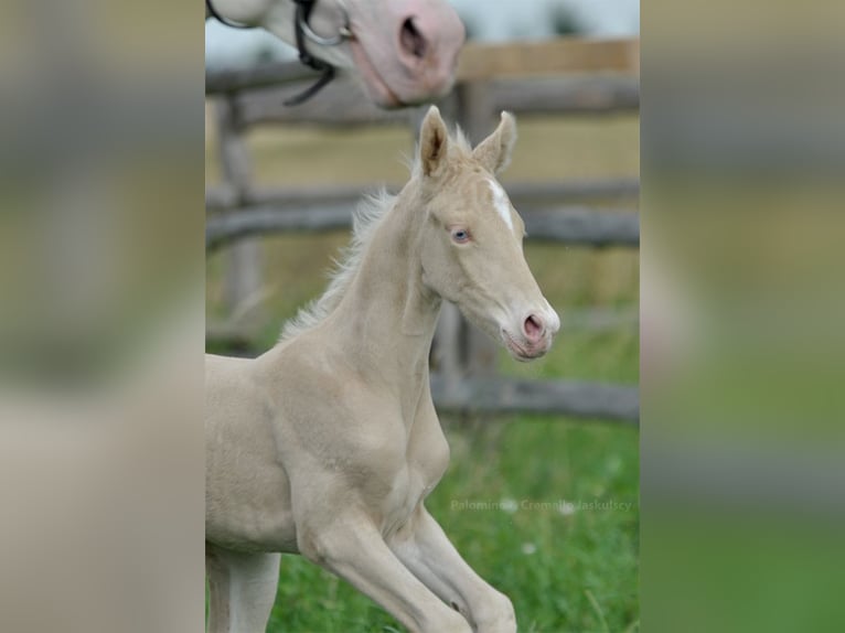 Cheval de sport polonais Jument 1 Année 166 cm Cremello in Piecowice