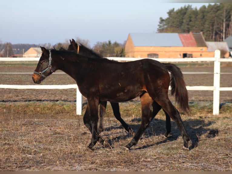 Cheval de sport polonais Jument 1 Année 167 cm Bai brun in Santok