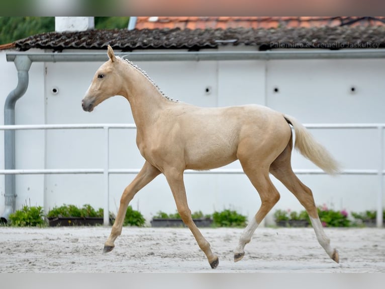 Cheval de sport polonais Jument 1 Année 167 cm Palomino in Piecowice