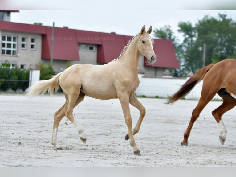 Cheval de sport polonais Jument 1 Année 167 cm Palomino in Piecowice