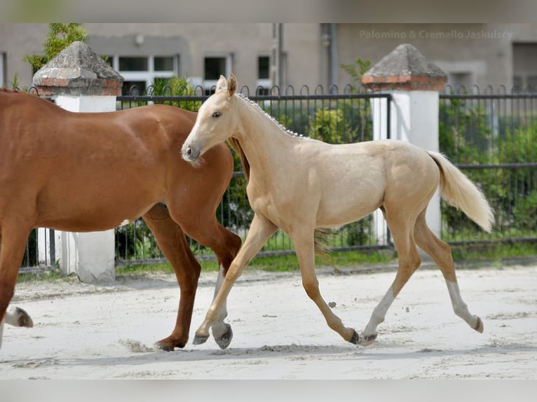Cheval de sport polonais Jument 1 Année 167 cm Palomino in Piecowice