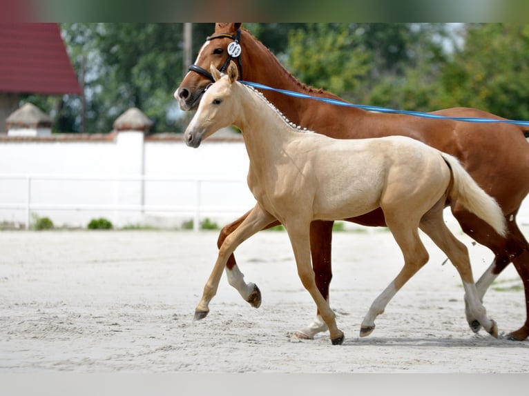 Cheval de sport polonais Jument 1 Année 167 cm Palomino in Piecowice