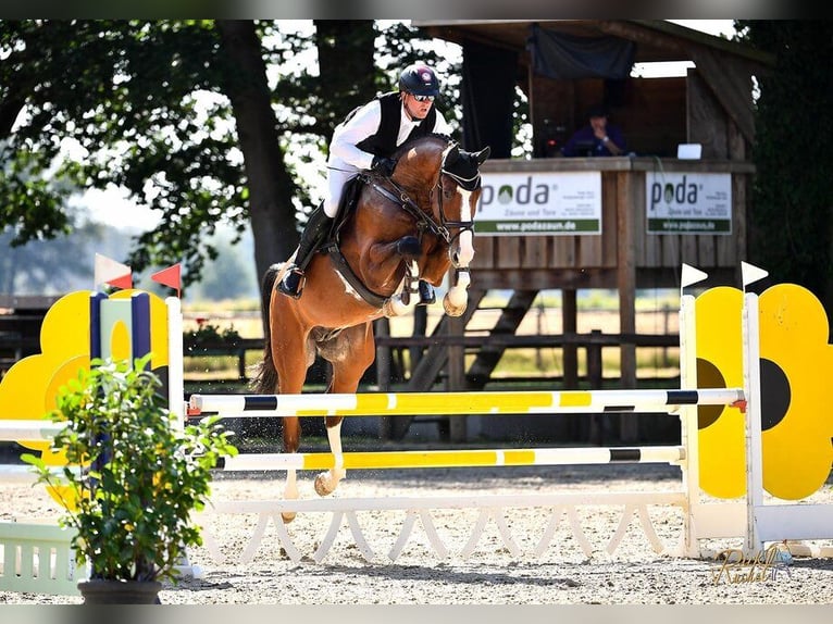 Cheval de sport polonais Jument 1 Année 175 cm Bai in Chełmno