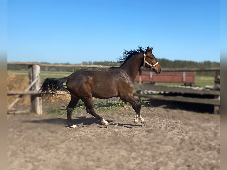 Cheval de sport polonais Jument 1 Année Bai in Rossosz