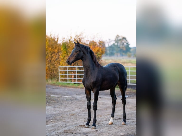 Cheval de sport polonais Jument 1 Année  in Panków