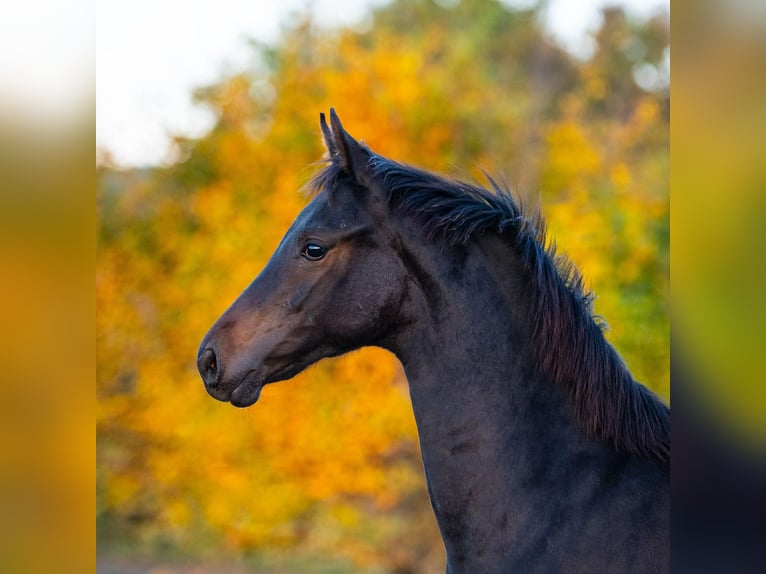 Cheval de sport polonais Jument 1 Année  in Panków