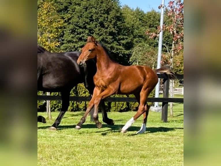 Cheval de sport polonais Jument 1 Année in Serock
