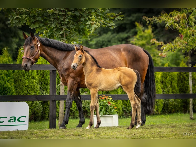 Cheval de sport polonais Jument 1 Année Gris in Serock