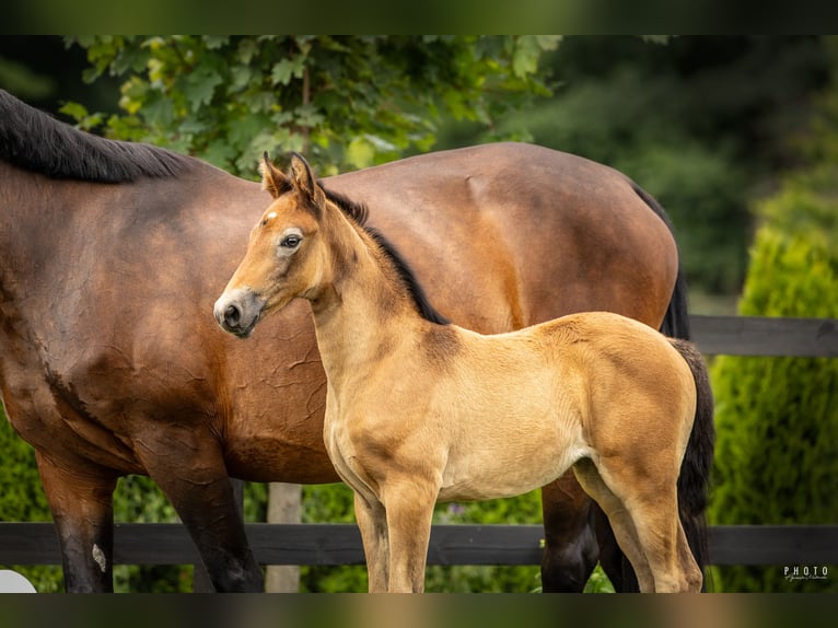 Cheval de sport polonais Jument 1 Année Gris in Serock