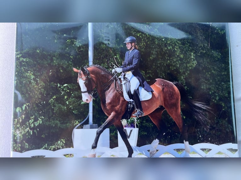Cheval de sport polonais Jument 22 Ans 170 cm Bai in Perchtoldsdorf