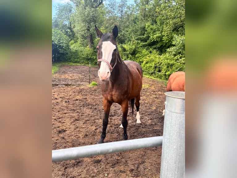 Cheval de sport polonais Jument 22 Ans 170 cm Bai in Perchtoldsdorf