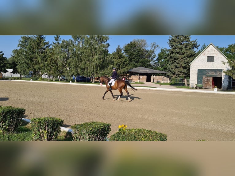 Cheval de sport polonais Jument 22 Ans 170 cm Bai in Perchtoldsdorf