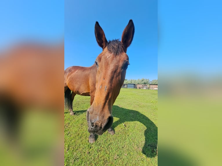 Cheval de sport polonais Jument 24 Ans 165 cm in Prenzlau Cheval de sport polonais Jument 24 Ans 165 cm in Prenzlau