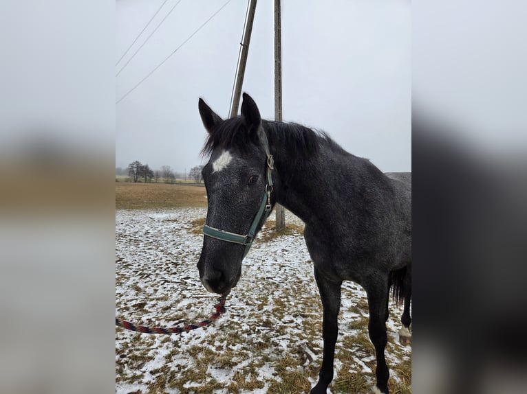 Cheval de sport polonais Jument 2 Ans 160 cm Gris in Brzeźno
