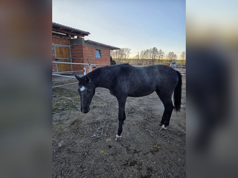 Cheval de sport polonais Jument 2 Ans 160 cm Gris in Brzeźno
