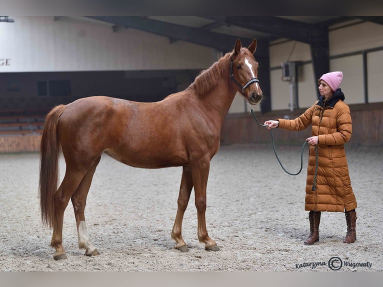 Cheval de sport polonais Jument 2 Ans 163 cm Alezan in Radzionk&#xF3;w