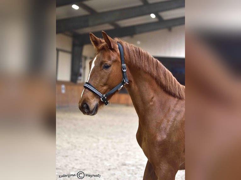 Cheval de sport polonais Jument 2 Ans 163 cm Alezan in Radzionk&#xF3;w