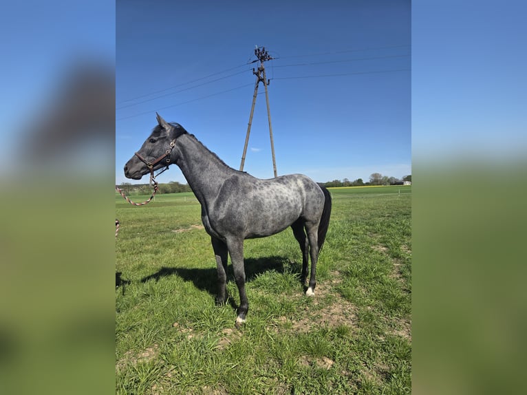 Cheval de sport polonais Jument 2 Ans 163 cm Gris in Brzeźno
