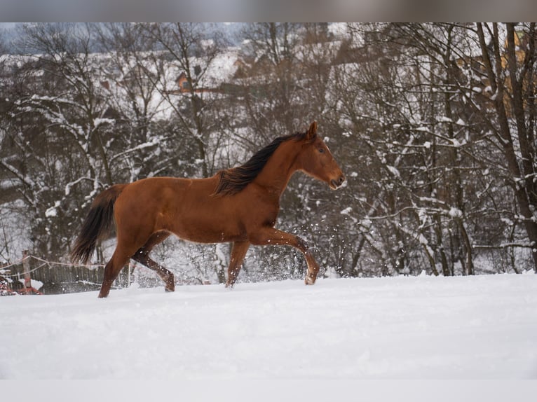 Cheval de sport polonais Jument 2 Ans 165 cm Alezan in Rabka-Zdrój