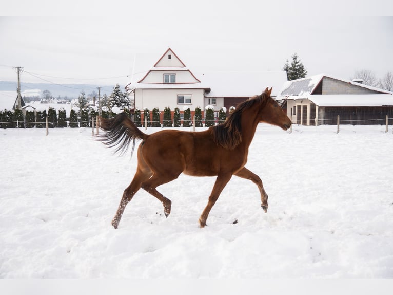 Cheval de sport polonais Jument 2 Ans 165 cm Alezan in Rabka-Zdrój