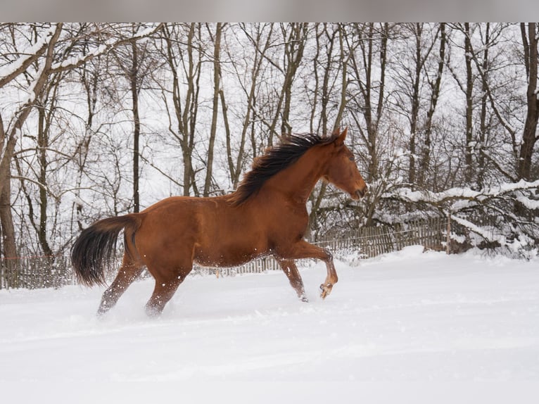 Cheval de sport polonais Jument 2 Ans 165 cm Alezan in Rabka-Zdrój