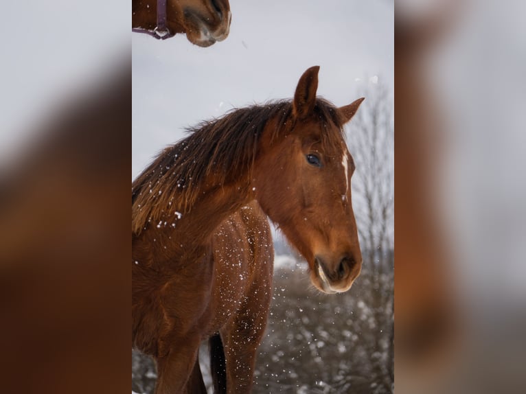 Cheval de sport polonais Jument 2 Ans 165 cm Alezan in Rabka-Zdrój