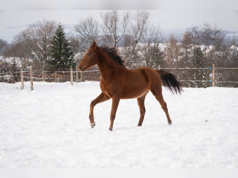 Cheval de sport polonais Jument 2 Ans 165 cm Alezan in Rabka-Zdrój