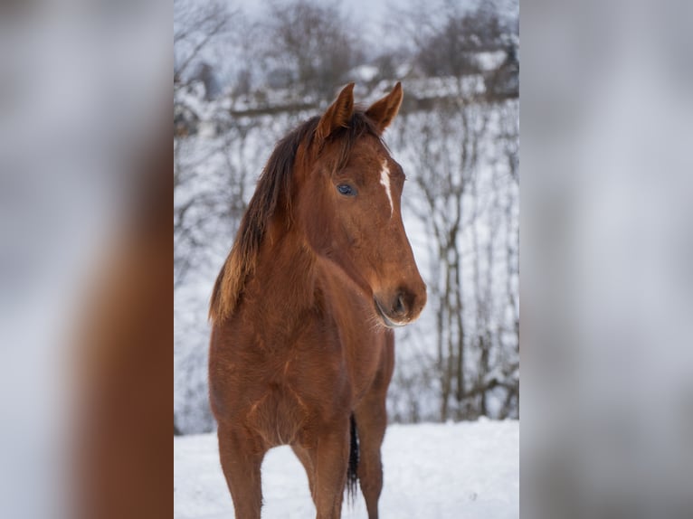 Cheval de sport polonais Jument 2 Ans 165 cm Alezan in Rabka-Zdrój