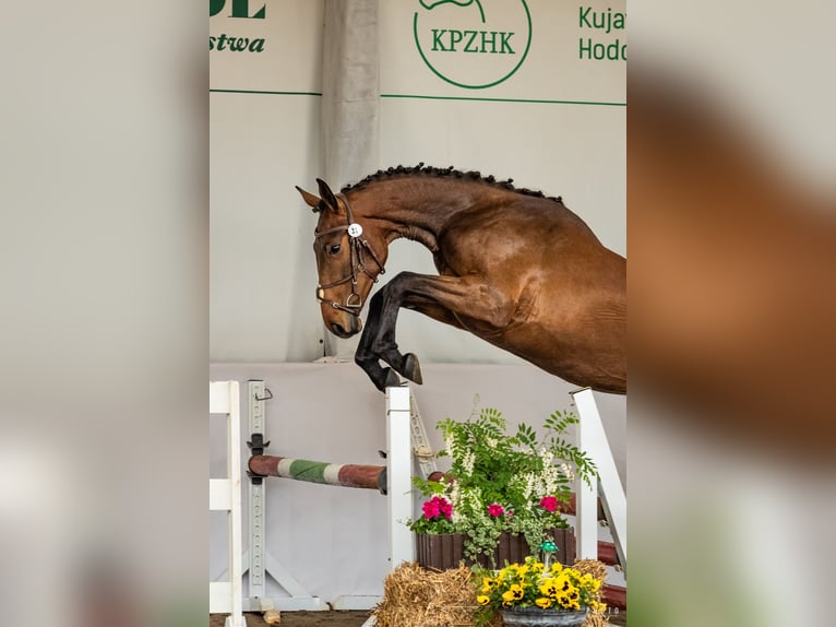 Cheval de sport polonais Jument 2 Ans 170 cm Bai in Bukwałd