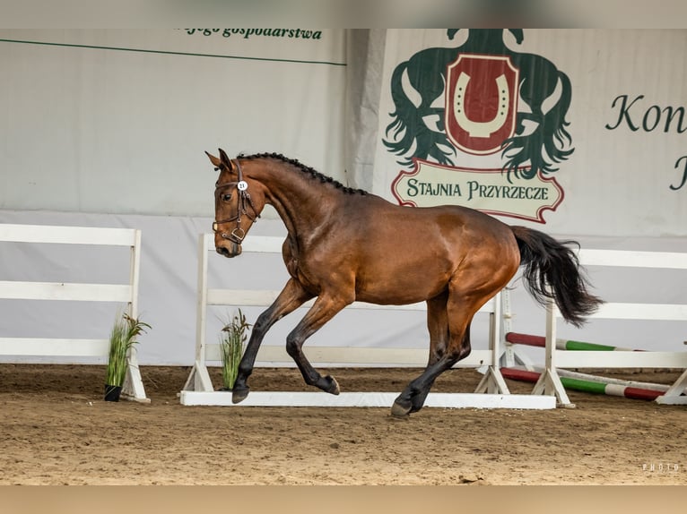 Cheval de sport polonais Jument 2 Ans 170 cm Bai in Bukwałd