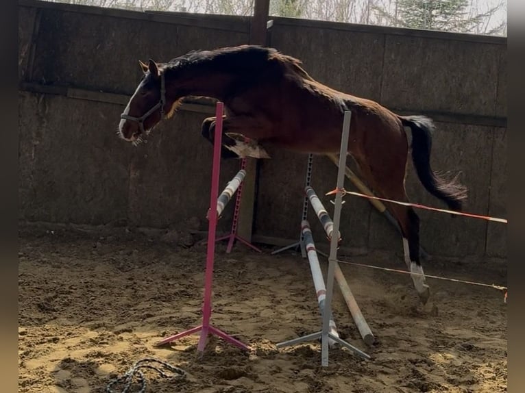 Cheval de sport polonais Jument 3 Ans 162 cm Bai in Elbląg