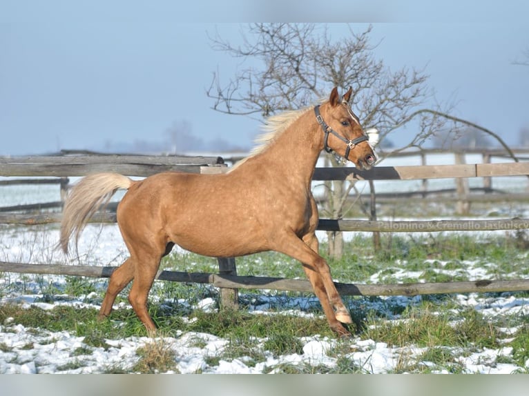 Cheval de sport polonais Jument 3 Ans 164 cm Palomino in Piecowice