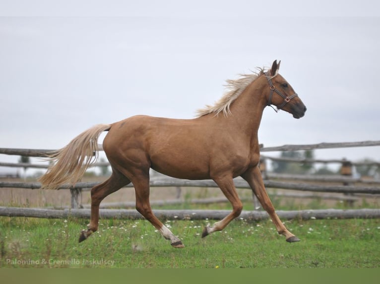 Cheval de sport polonais Jument 3 Ans 164 cm Palomino in Piecowice