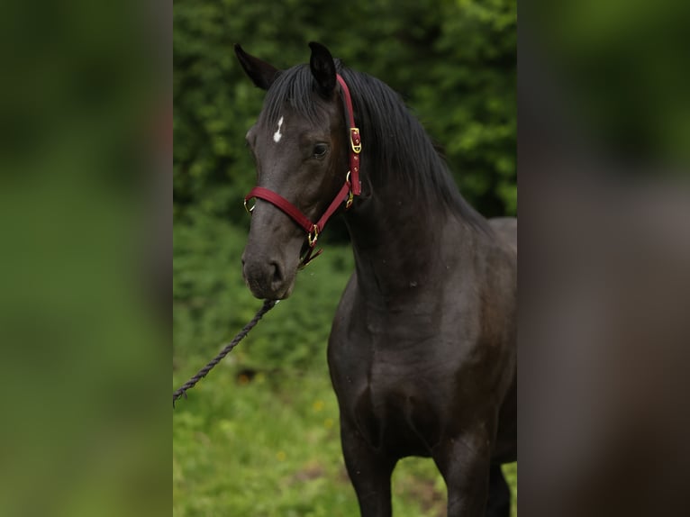 Cheval de sport polonais Jument 3 Ans 165 cm Noir in Nowe Za&#x142;ubice